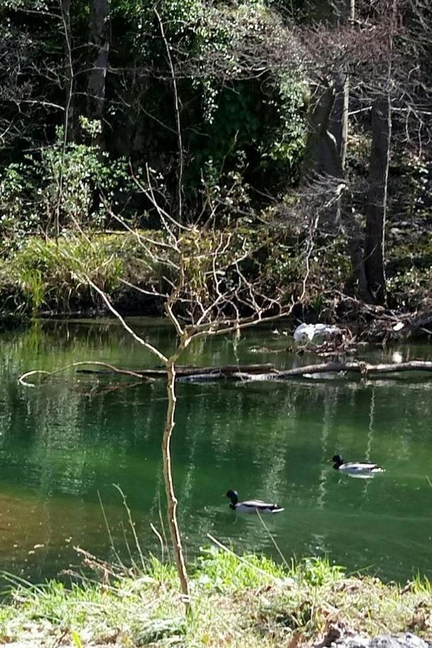 Le Moulin Aux Chandelles 2, Vacances & W-E, Vues Riviere, Montagne & Ville, Tout Confort Deconnecte, Eclairage Bougies, Connexions A 200M Au Centre Le Vigan Gite Les Amoureux De L'Arre, Randonnee Chemin De Saint-Guilhem-Le-Desert, Lire Profil Avant R Exterior photo